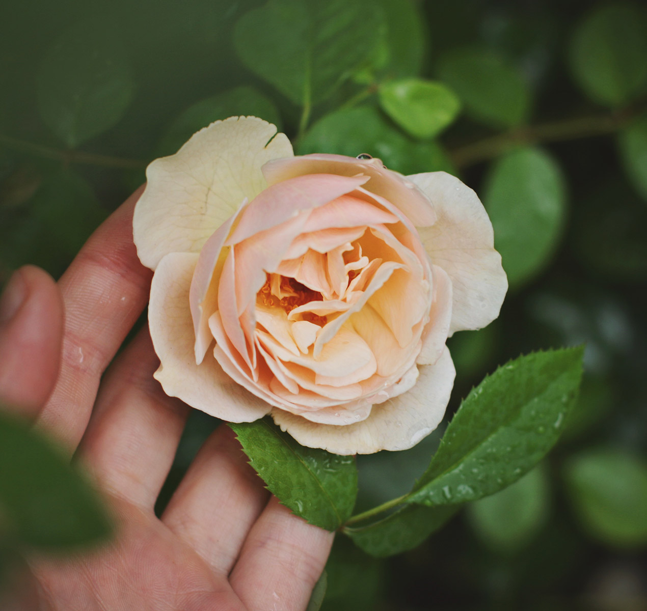 a-propos-rose-V2